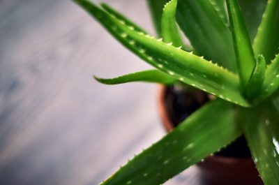 Az Aloe Vera gondozása a lakásban lépésről lépésre