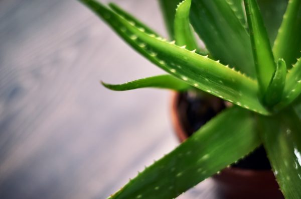 Az Aloe Vera gondozása a lakásban lépésről lépésre