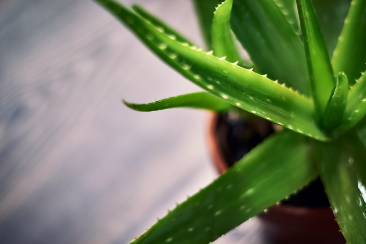 Az Aloe Vera gondozása a lakásban lépésről lépésre