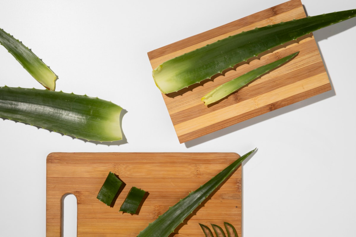 Aloe Vera szaporítása átültetése földigény